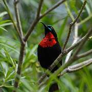 Scarlet-chested Sunbird