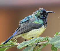 Variable Sunbird