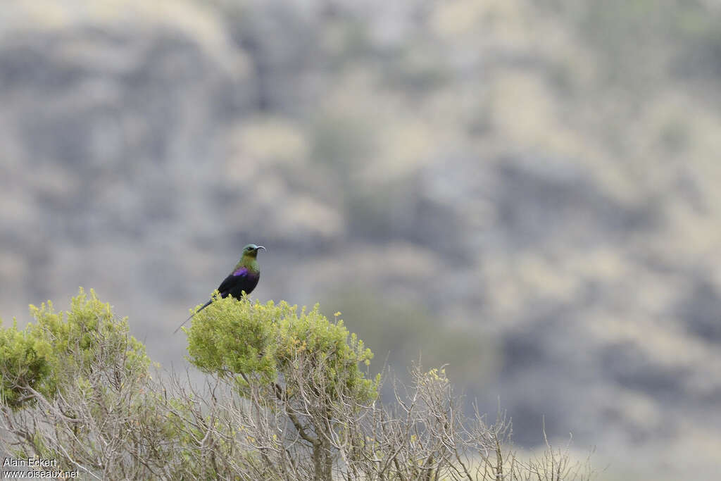 Tacazze Sunbird male adult breeding, identification