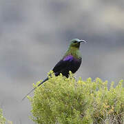 Tacazze Sunbird