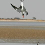 Caspian Tern