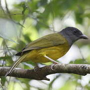 Grey-headed Tanager