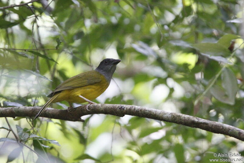 Tangara à tête grise, identification