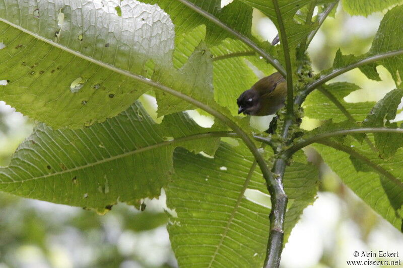 Common Bush Tanager (ophthalmicus)