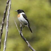 African Stonechat