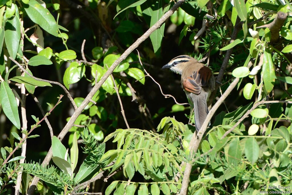 Brown-crowned Tchagra