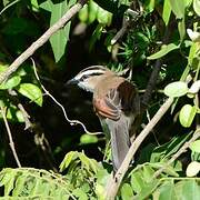 Brown-crowned Tchagra