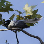 Malagasy Paradise Flycatcher