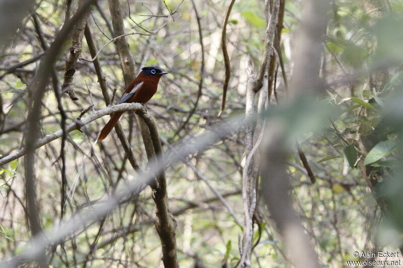 Malagasy Paradise Flycatcher