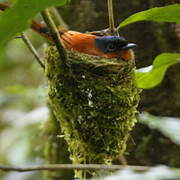 Malagasy Paradise Flycatcher