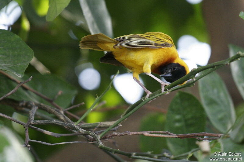 Black-headed Weaver