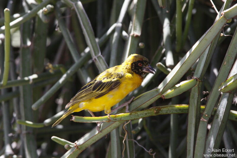 Southern Masked Weaver