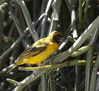 Southern Masked Weaver