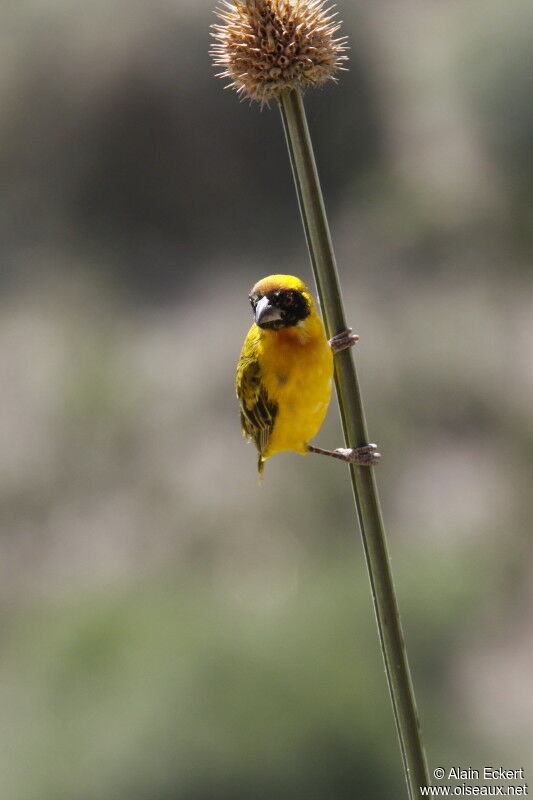 Southern Masked Weaver