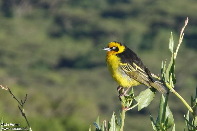 Baglafecht Weaver male adult breeding, identification