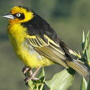 Baglafecht Weaver