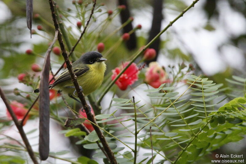 Common Tody-Flycatcher