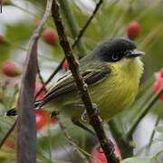 Common Tody-Flycatcher