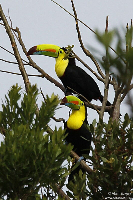 Toucan à carène