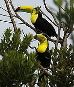 Keel-billed Toucan