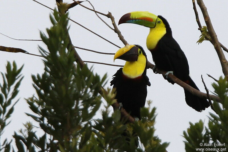 Toucan à carène