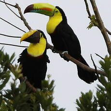 Toucan à carène