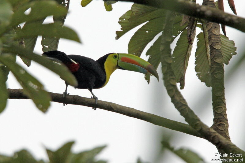 Toucan à carène