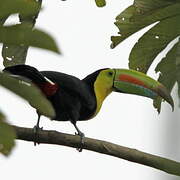 Toucan à carène