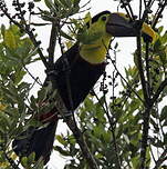 Toucan de Swainson