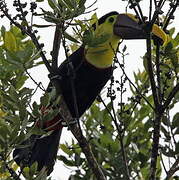 Yellow-throated Toucan (swainsonii)