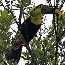 Toucan de Swainson