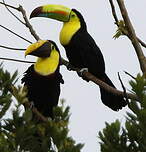 Toucan de Swainson