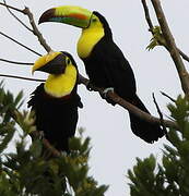 Yellow-throated Toucan (swainsonii)