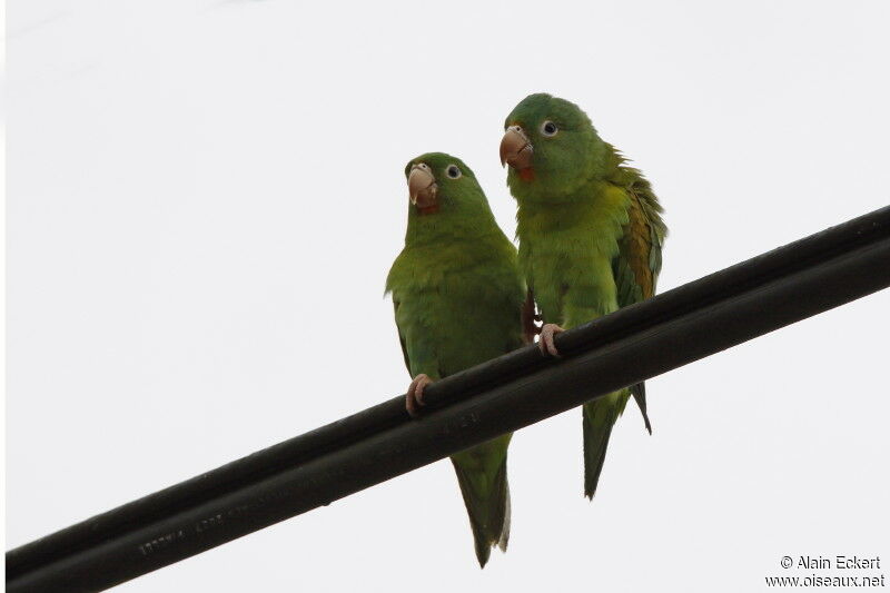 Orange-chinned Parakeet