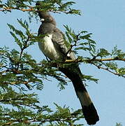 White-bellied Go-away-bird