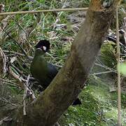 Hartlaub's Turaco