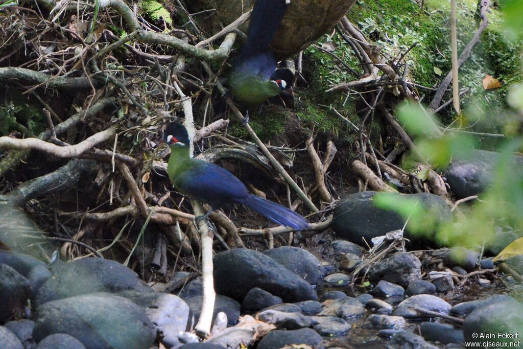 Hartlaub's Turaco