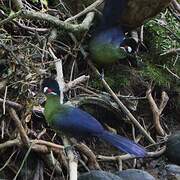 Hartlaub's Turaco