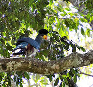 Great Blue Turaco