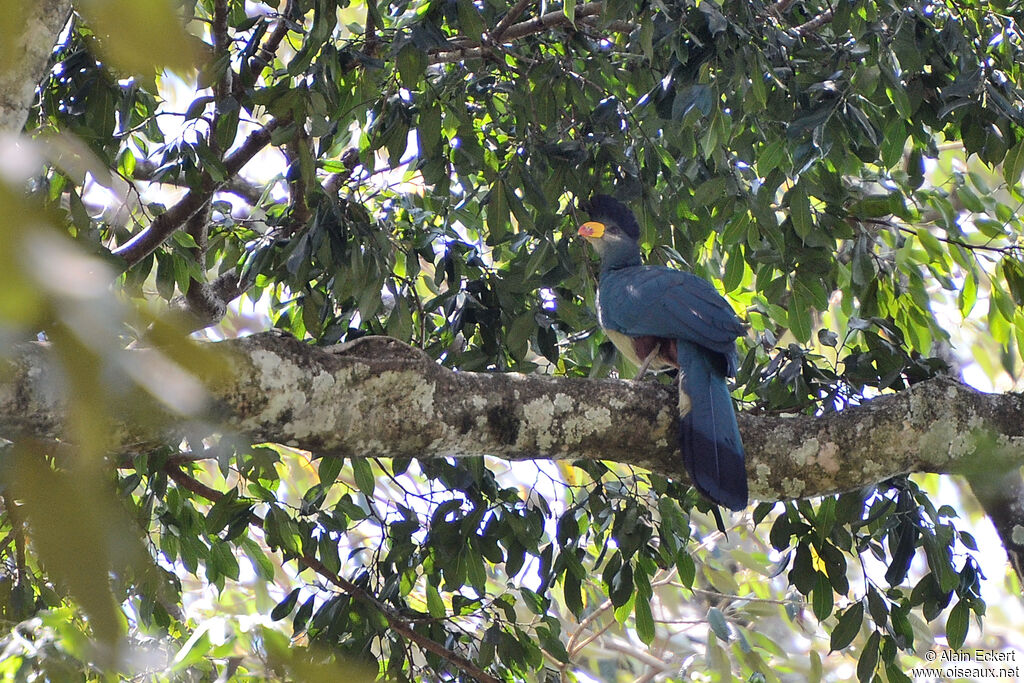 Great Blue Turaco