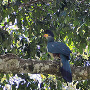 Great Blue Turaco