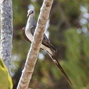 Namaqua Dove