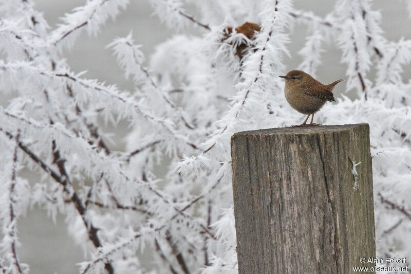 Eurasian Wren