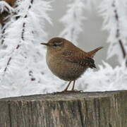 Eurasian Wren