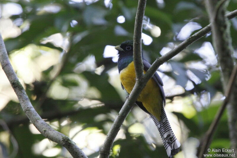 Trogon violacé