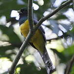 Trogon violacé