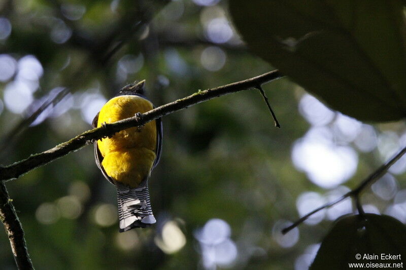 Trogon violacé