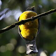 Trogon violacé