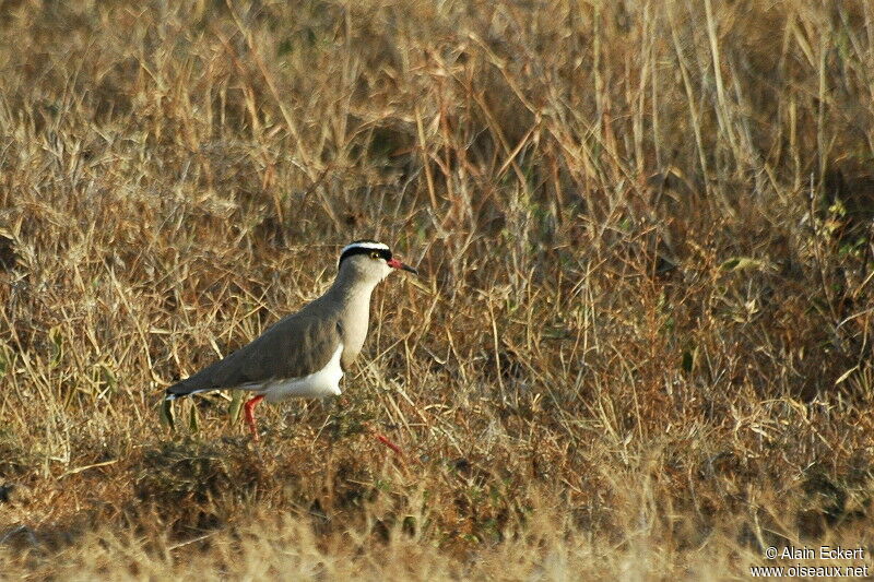 Crowned Lapwing