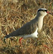 Crowned Lapwing